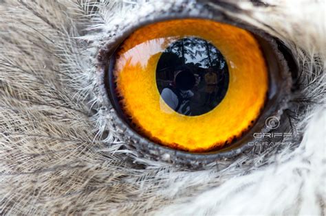 Wallpaper People Reflection Photographer Orange Owl Eagle Beak