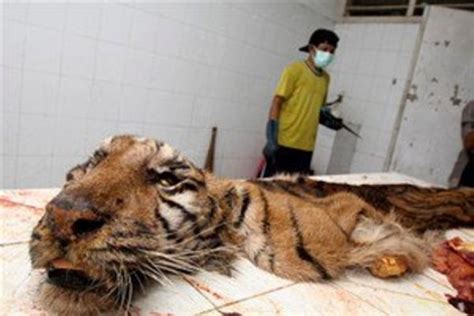 Les Animaux Maltraités Dans Un Zoo Indonésien