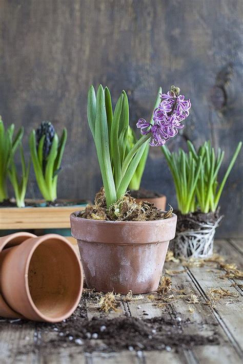 Planting Hyacinths