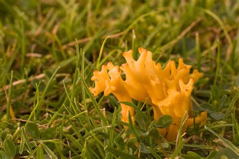 Meadow Coral Fungus Common Fungi Of Scotland · Inaturalist