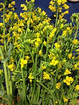 Edible Yellow Flowers