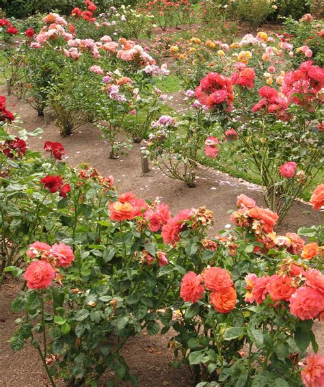 Where Best To Plant A Rose Bush
