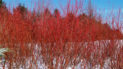 Red Twig Dogwood Bush Americanladeg