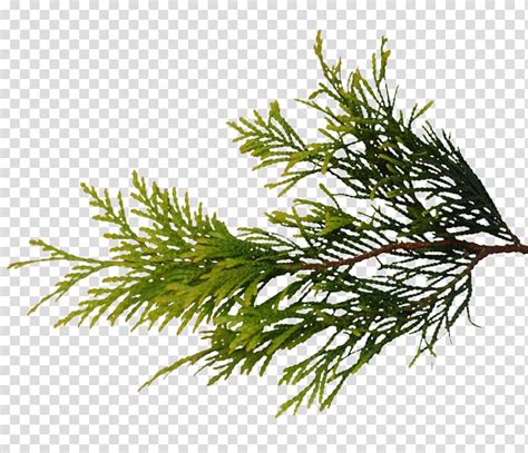 Pine Branch Texture Mapping Fir Grasses Bushes Transparent Background