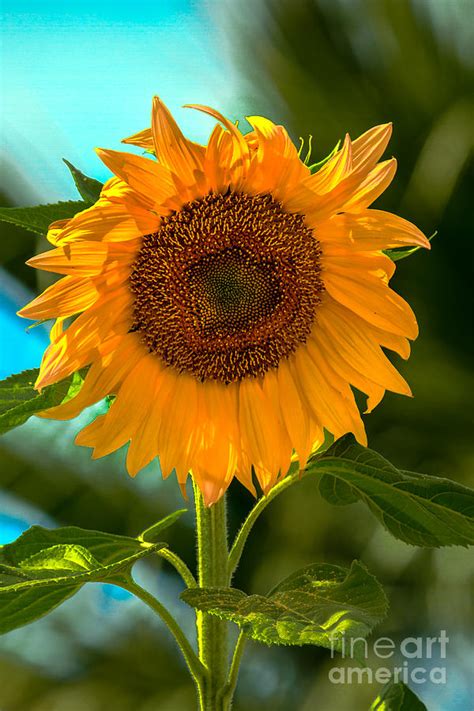 Happy Sunflower Photograph By Robert Bales