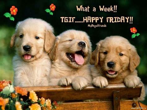 Happy Friday To You Cute Quote Friday Happy Friday Tgif Good Morning