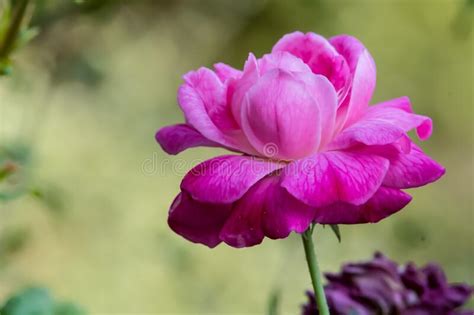 Beautiful Pink Rose Flower In The Garden With Blur Background Stock