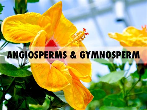 Angiosperms And Gymnosperms By Trushen Patel