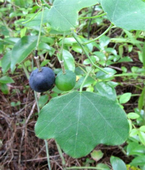 The plant is native to north, central, and south america. Plants - North Carolina Native Plant Society