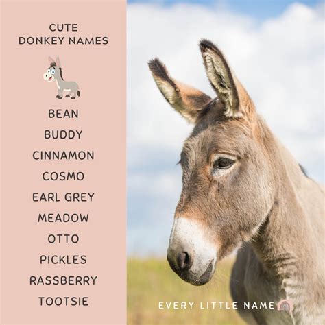 170 Best Donkey Names Cute Funny And Creative Every Little Name