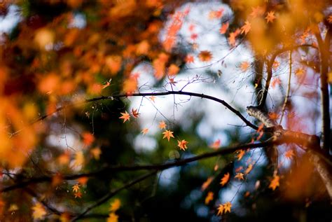 Jeffrey Friedls Blog Kyoto Fall Foliage Preview