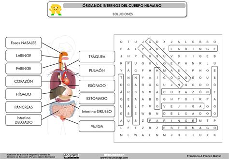 órganos Internos Cuerpo Humano Sopa Letras Recursosep Solucionespage