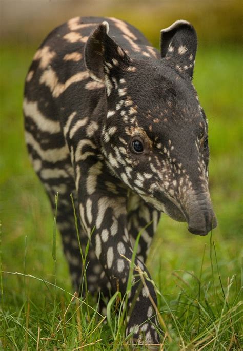 Adorable Baby Tapir Born At Chester Zoo Aol Uk Travel