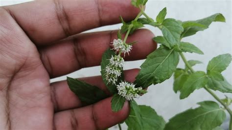 Mint Pudina Flowers How To Grow Mint Plants Perfectly In All Season