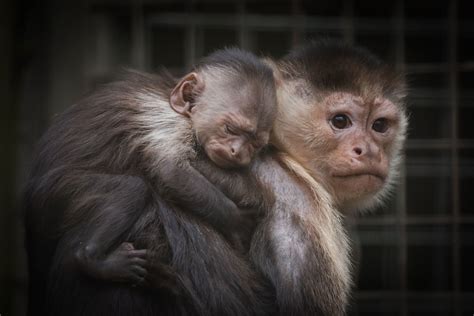 Hold On Tight The Newquay Zoos New Baby Capuchin Monkey Loves