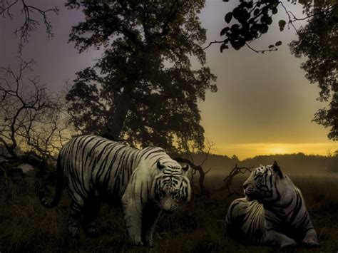 Two White Tigers Tigers Jungle Sunset White Hd Wallpaper Peakpx