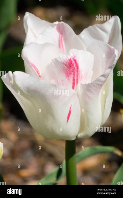 Tulip Kyoko Takahasi Tulipa White Flower Portrait Stock Photo Alamy