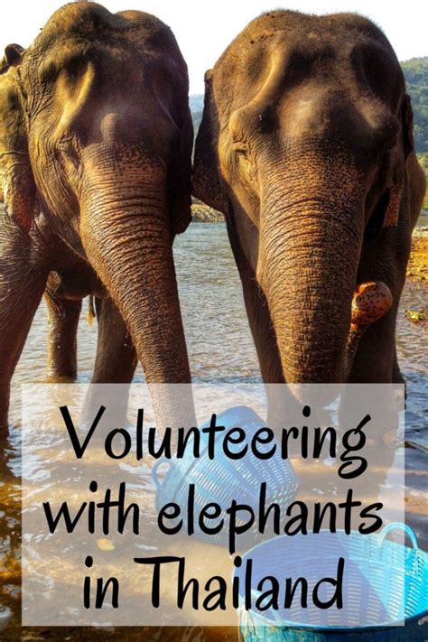 Volunteering At Elephant Nature Park Whats It Like