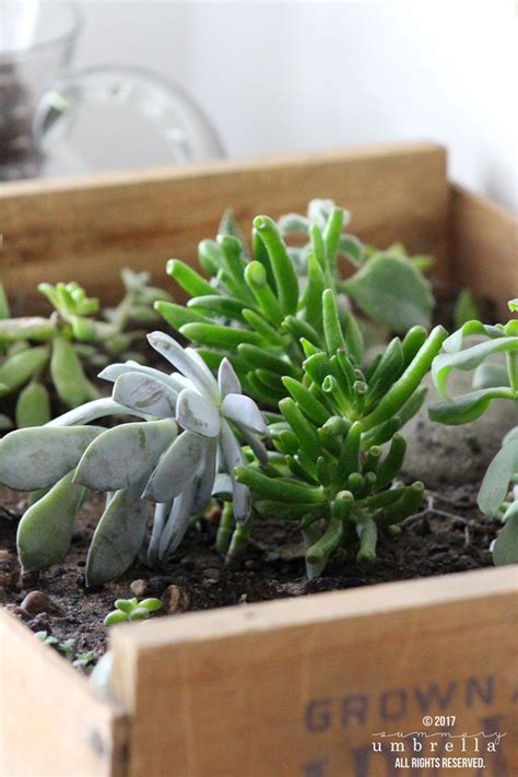 Believe It Or Not A Diy Vintage Crate Succulent Garden Is Not Only