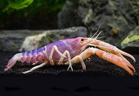 Aquatic Arts 1 Live Ghost Crayfish Live Freshwater Aquarium Lobster