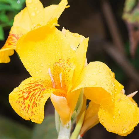 Canna Flower Seeds Tropical Series Yellow 100 Seeds Annual