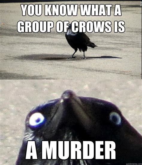 You Know What A Group Of Crows Is Called A Murder Insanity Crow