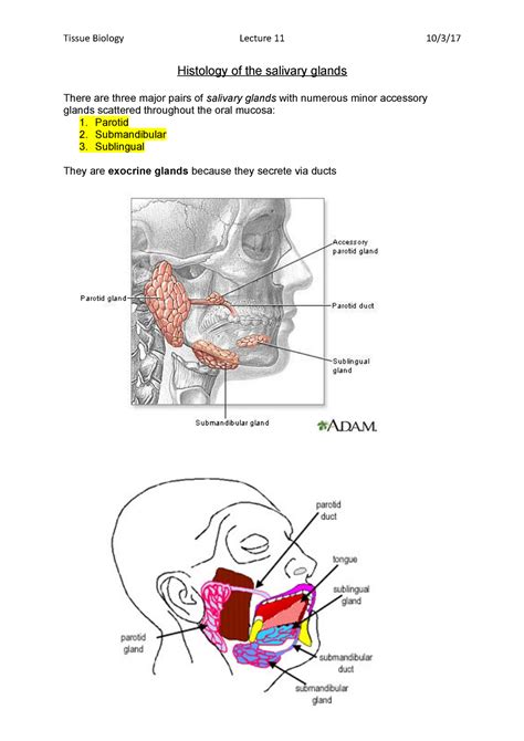 Tissue Biology Parotid Gland Salivary Gland Lectures Notes Apple