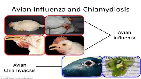 Avian Influenza And Chlamydia Psittaci Symptoms And Treatment Youtube