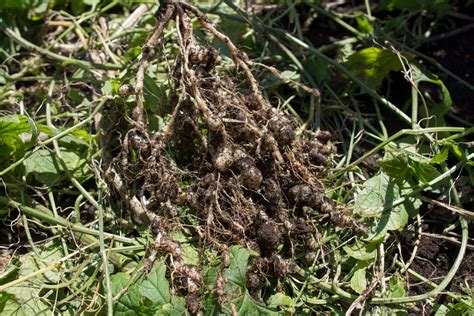 Learn More About Root Knot Nematodes