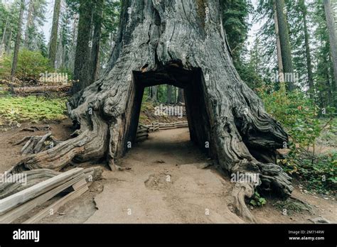 Yosemite National Park Usa October 2022 View Of The Dead Tunnel Tree