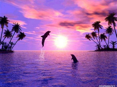 Wallpaper Dolphin Sunset Wallpapersafari