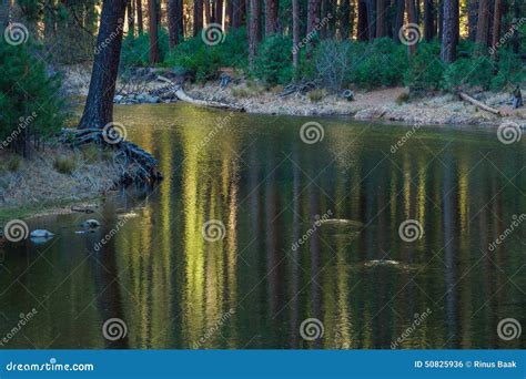 Forest Reflection Stock Photo Image Of Trees Pine Shine 50825936