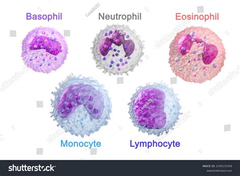 Neutrophil Blood Cells Vein Structure Basophils Stock Illustration