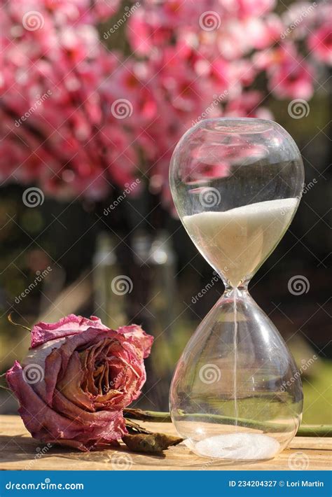 Rose And Hourglass Dried Rose With Hourglass Shallow Dof Stock Image