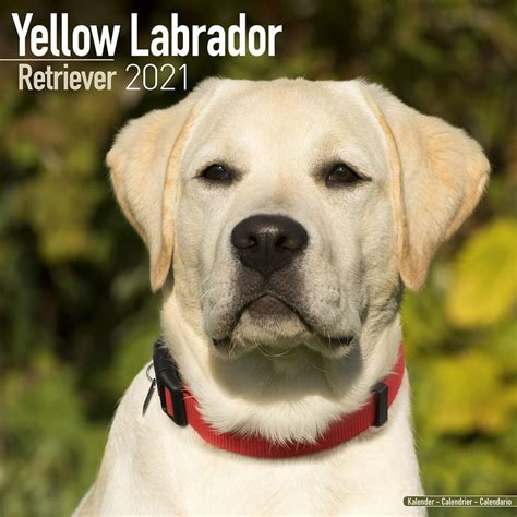 Labrador Retriever Calendar 2021 Labrador Retriever Dog Breed