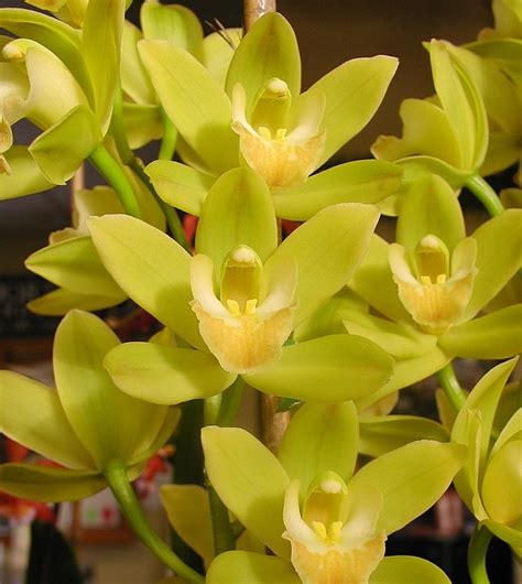 Cymbidium Orchid Portland Nursery