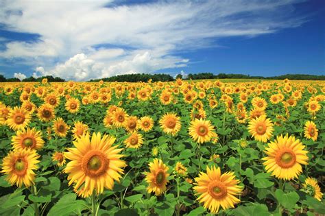 7 Best Sunflower Fields In Japan Japan Web Magazine
