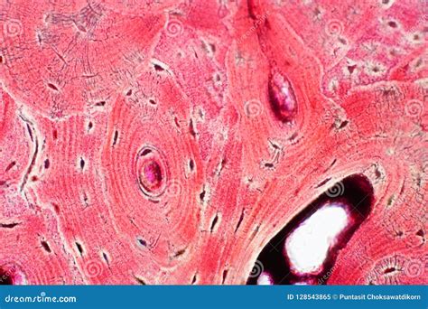 Histologie De Tissu Compact Humain Dos Sous La Vue De Microscope Pour