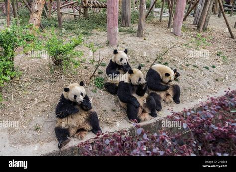 Giant Panda Chengdu Panda Base Sichuan China Stock Photo Alamy