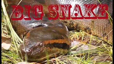 How To Escape From A Giant Snake Biggest Snake Caught On Camera Now