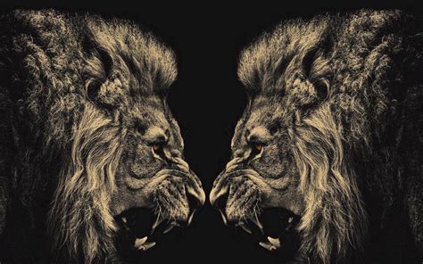 Hd Lion Wallpapers 1080p Wallpaper Cave