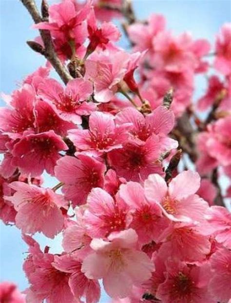 Significado Das Flores Significado Da Flor De Cerejeira Sakura
