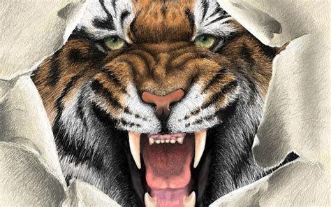 Tiger Tigers Wallpaper 5091112 Fanpop