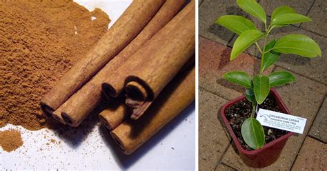 How To Grow Your Own Cinnamon In A Small Pot At Home