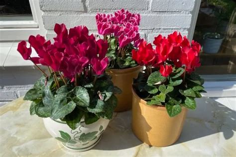 How To Care For Indoor Cyclamen And Getting It To Rebloom Cyclamen Care