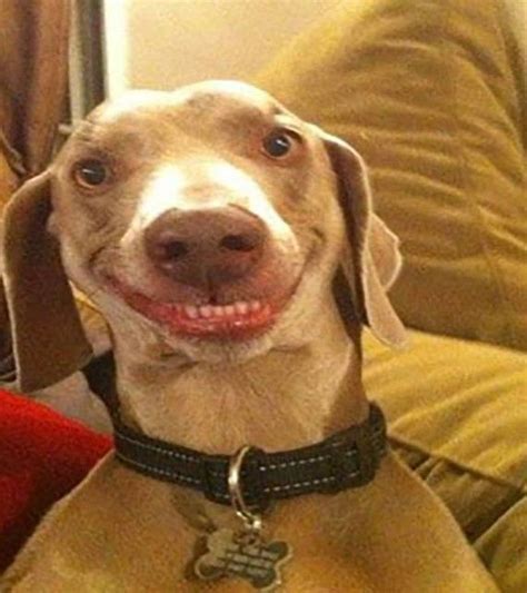 Funny Dog Faces 13 Smiling Dogs Funny Dog Faces Funny Animal Pictures