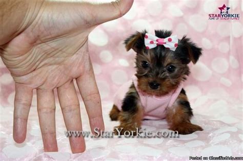 Home raised, well socialized, potty trained, healthy, puppies that will make any family happy. Tiny Micro Teacup Yorkie Puppies in Las Vegas for Sale in ...