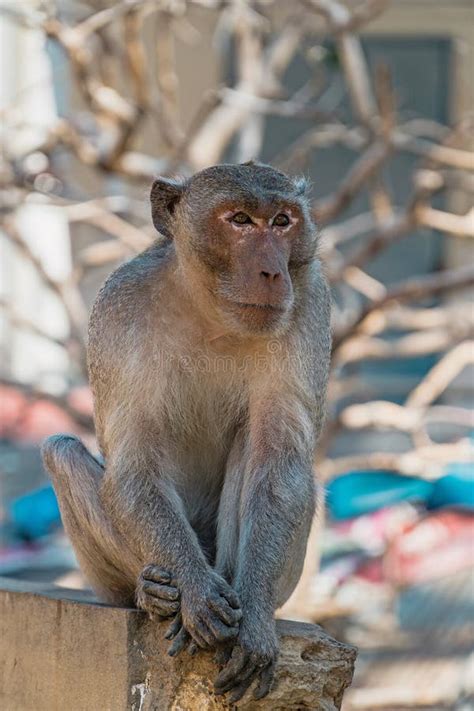 Long Tailed Macaque Monkey Stock Photo Image Of Adorable 267907350