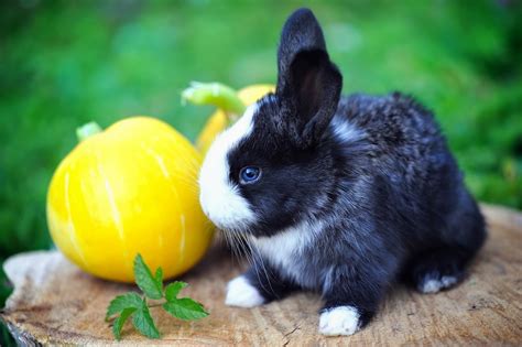 Can Rabbits Eat Pumpkin A Halloween Treat For Bunnies