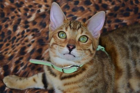 Are Bengal Cats Legal In Illinois Newyorkcaterryus